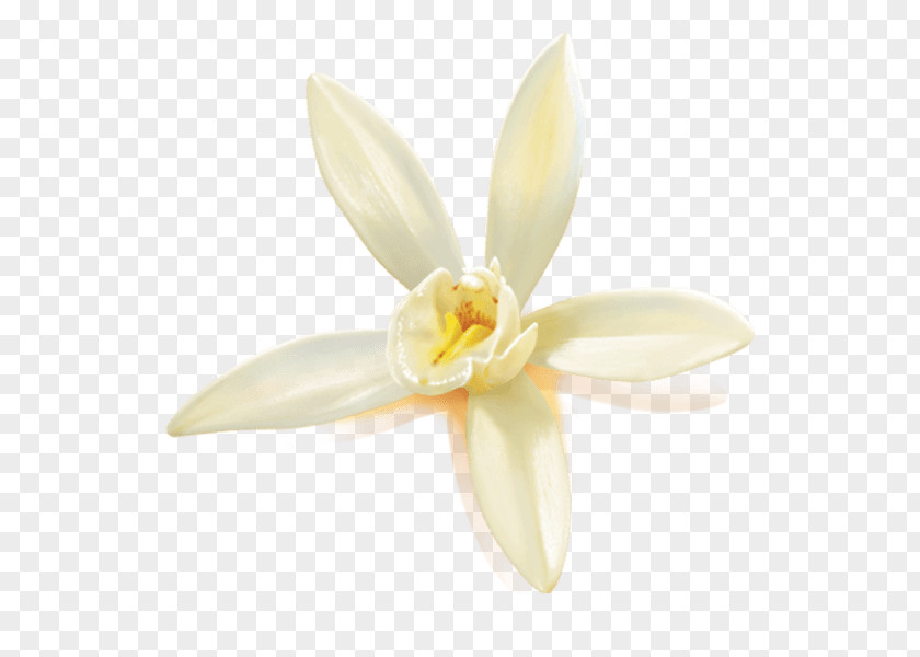 Vanilla Flower Moth Orchids Amaryllidaceae Amaryllis Family PNG