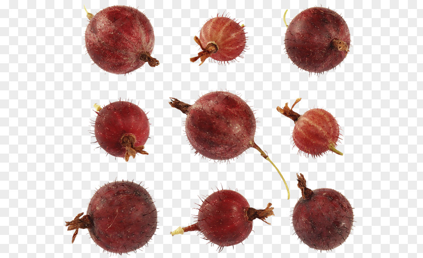 Gooseberry Chestnut PNG