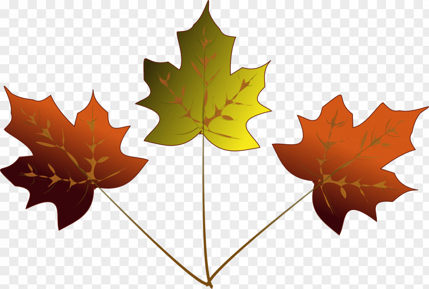 Maples Cliparts Maple Leaf Japanese Drawing Clip Art PNG