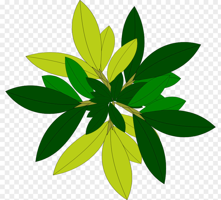 Popular Cliparts Tree Plant Clip Art PNG