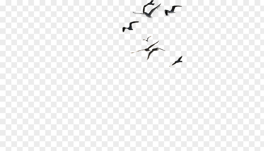 Prayer Conference Bird Migration Crane Wing Flock PNG