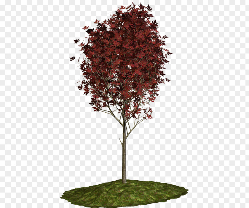 Tree Twig Shrub Maple RSS PNG