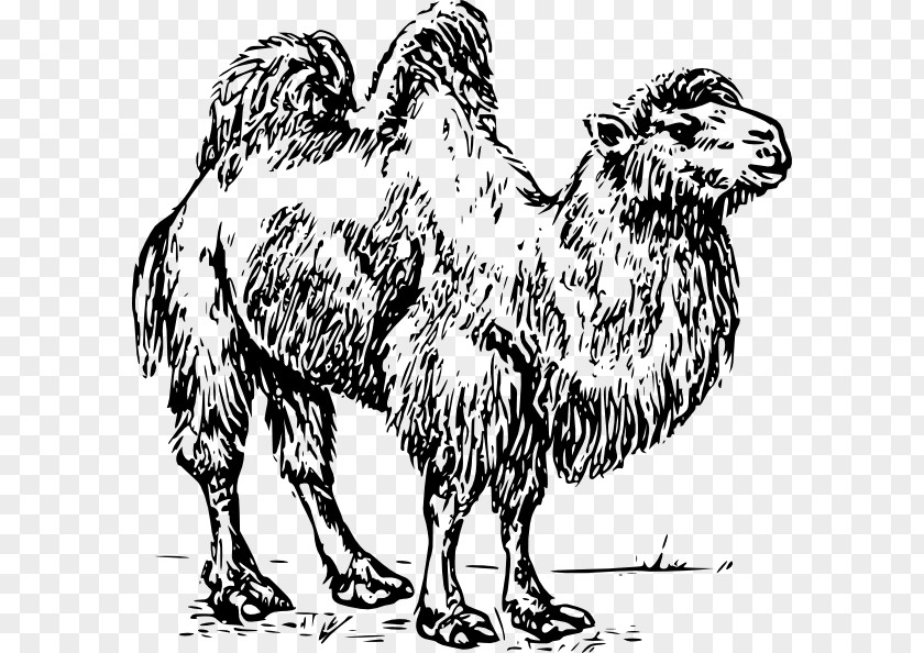 Cartoon Camel Bactrian Dromedary Clip Art PNG