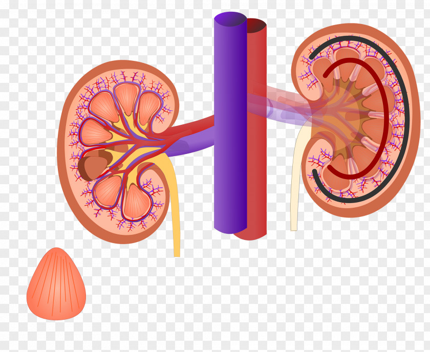 Excretory System Organ Renal Sinus Kidney Medulla PNG system sinus medulla, kidney clipart PNG