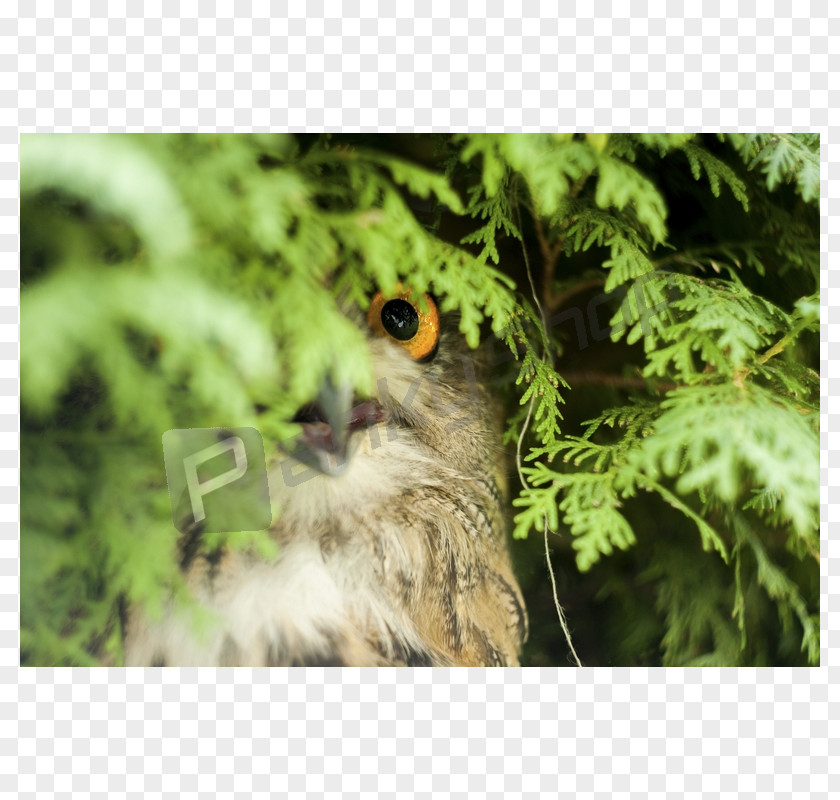 Owl Eurasian Eagle-owl Greater Swiss Mountain Dog Cygnini Bald Eagle PNG