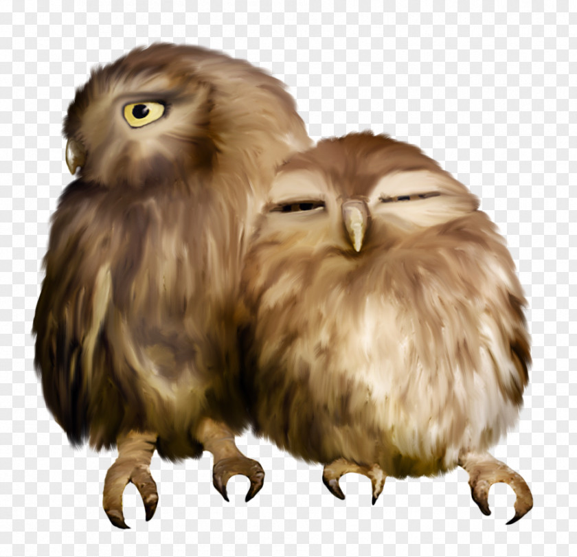 Owl Nuvola Sovunya YouTube Clip Art PNG