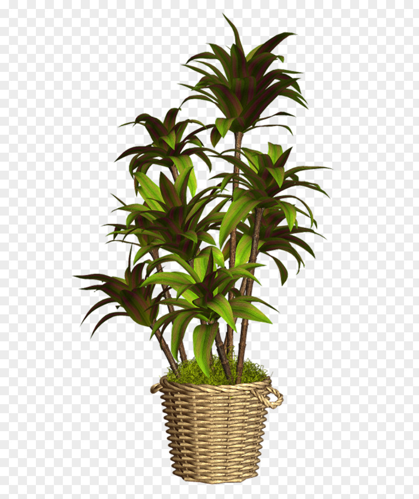 Plant Flowerpot Houseplant PNG