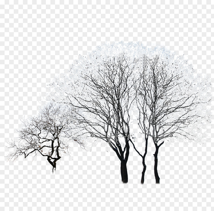 Tree Black And White Sky Pattern PNG
