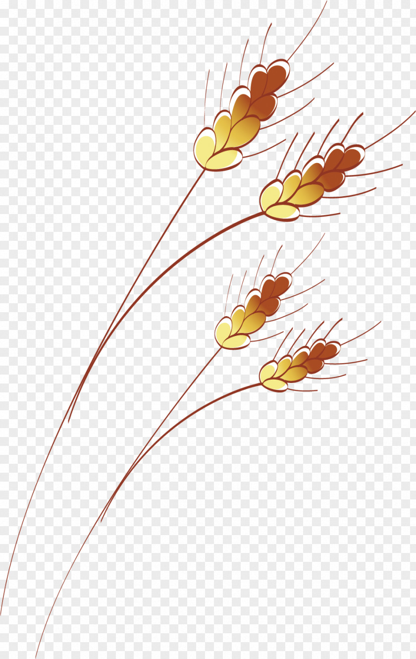 Wheat Vector Material Floral Design PNG