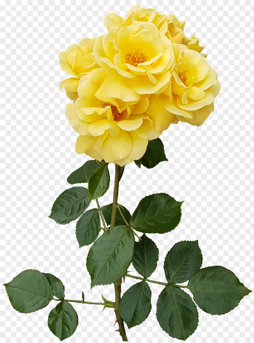 Yellow Rose Transparent Image Garden Roses Flower Centifolia Floristry PNG