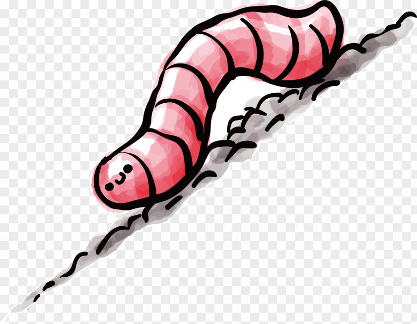 Insect Shellac Cartoon Vector Graphics PNG