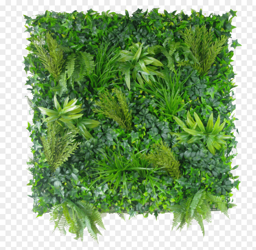 Japanese Mugwort Vegetable Green Grass Background PNG