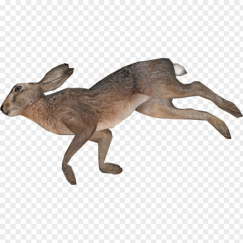 Kangaroo European Hare Photography Animal PNG