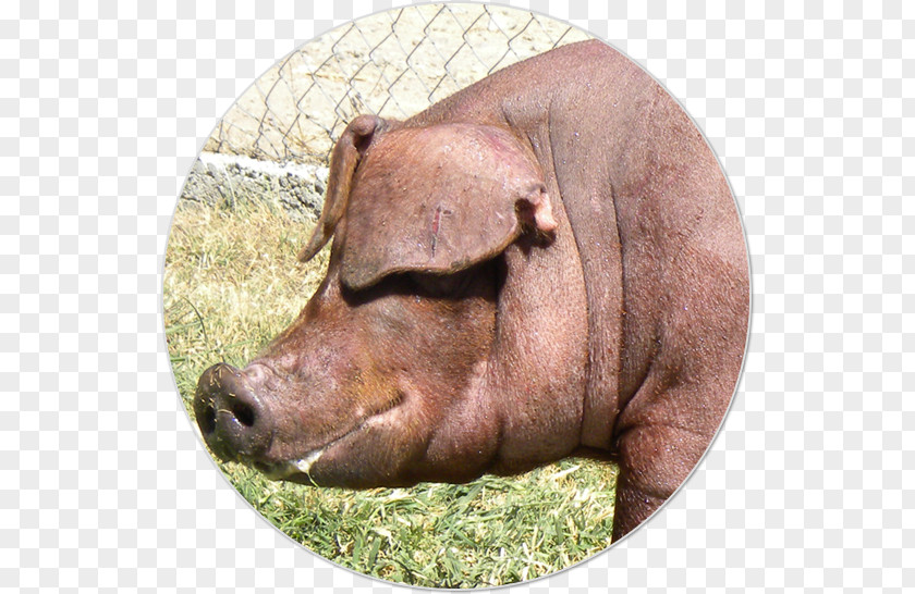 Pig Domestic Pig's Ear Pork Meat PNG