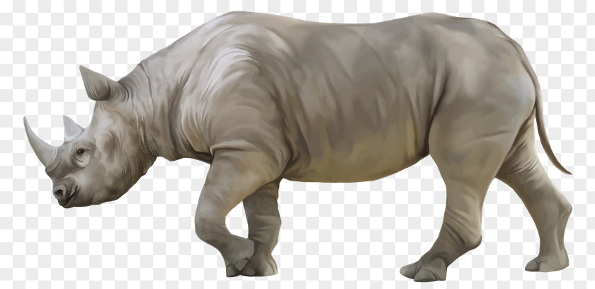 Renault White Rhinoceros Black Clip Art PNG