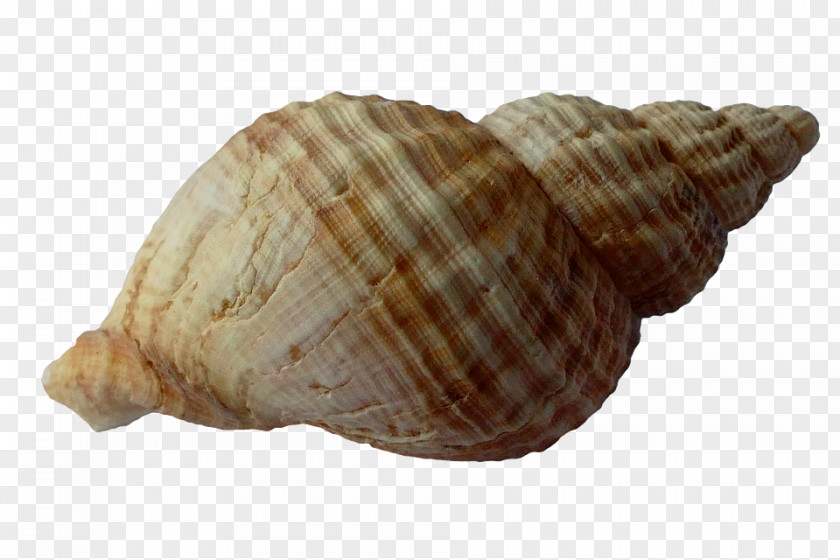 Seashell Clam Mollusc Shell Shellfish PNG