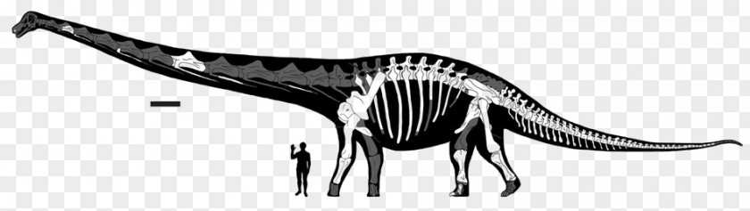 Skeleton Dreadnoughtus Dinosaur Size Human Futalognkosaurus PNG