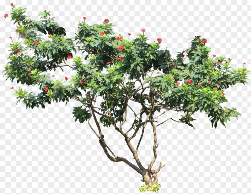 Succulent Jatropha Integerrima Tree Curcas Plant Shrub PNG