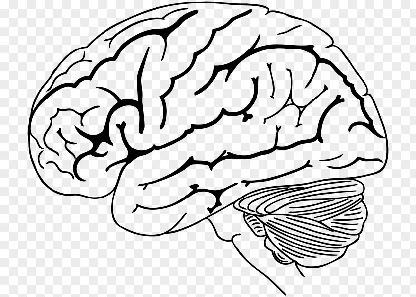 United Vector Drawing Human Brain PNG