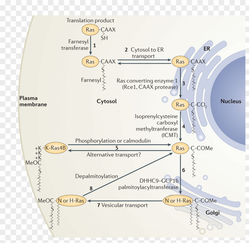 Achilles' Heel Farnesyltransferase Cell Signaling Membrane PNG