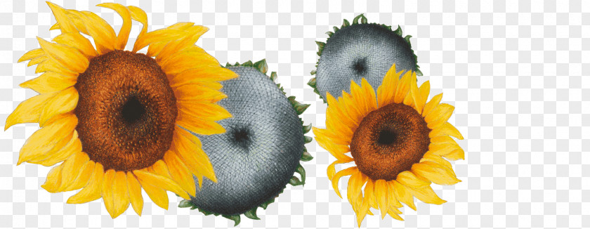 Asteraceae Common Sunflower Association Kokopelli Production De Semences Pollination History PNG