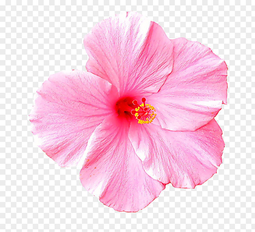Mallow Family Chinese Hibiscus Petal Pink Flower Hawaiian PNG