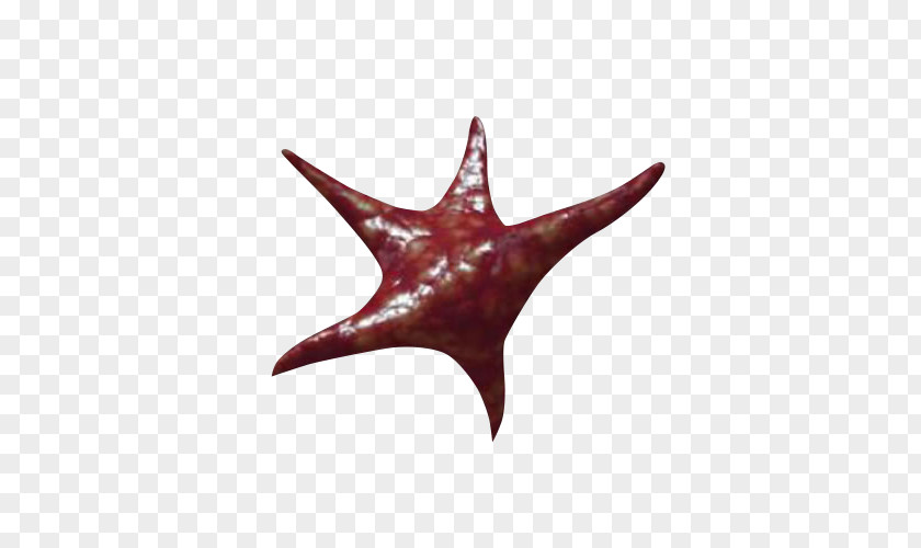 Starfish Health Care GIF Clip Art Animation PNG