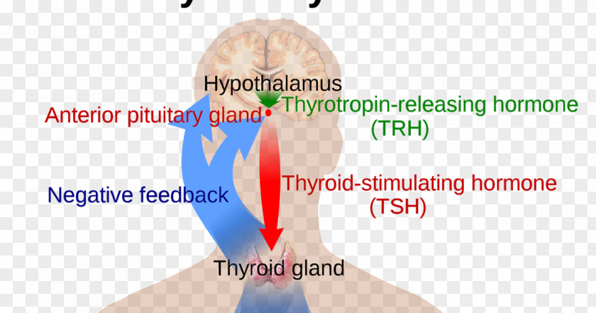 Thyroid The Gland Hormones PNG