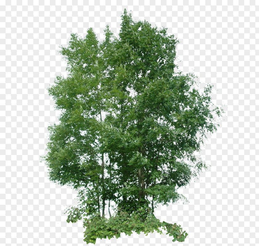 American Larch Mock Orange Mangrove Drawing Sketch Design 3D Computer Graphics PNG