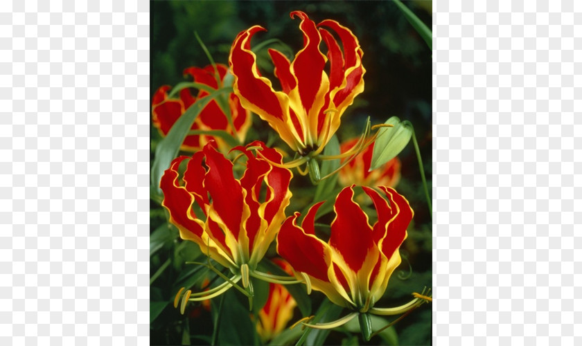 Bulb Flame Lily Flower Garden Lilies PNG