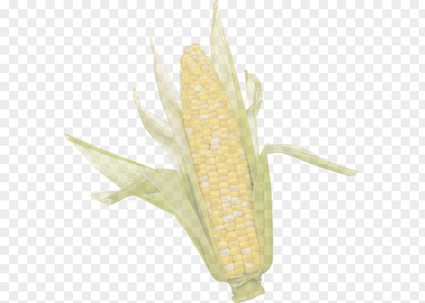 Flower Vegetarian Food Corn On The Cob Sweet Kernels Yellow PNG