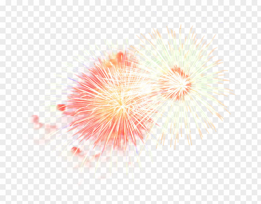 Holiday Recreation Fireworks Pink Plant Flower Event PNG
