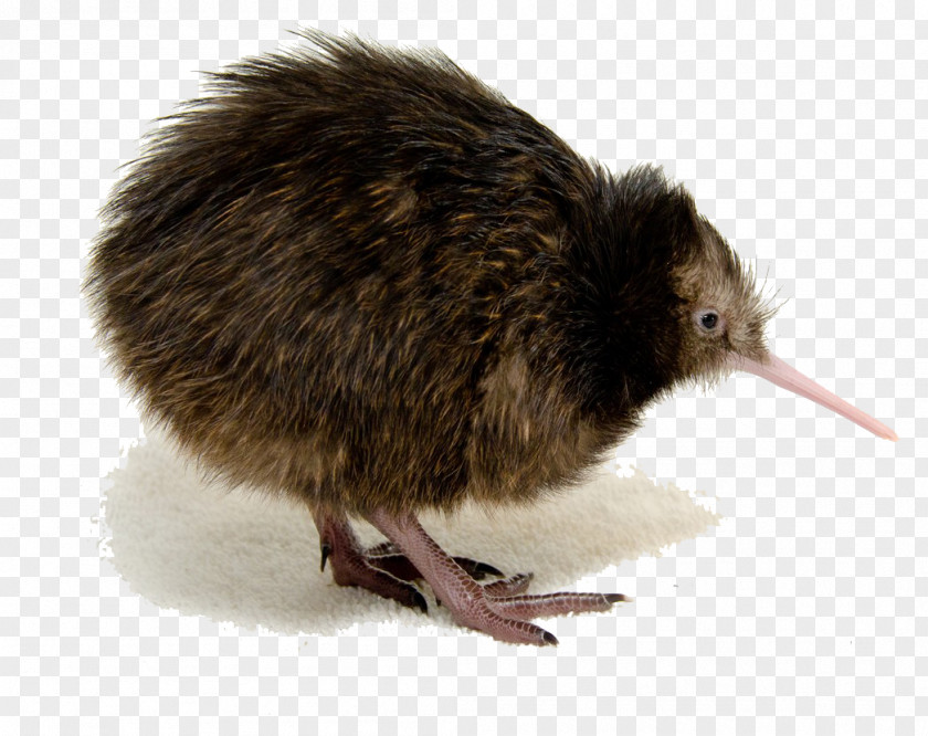 Kiwi Bird Clipart Mount Bruce Wildlife Centre National Zoological Park North Island Brown Southern PNG