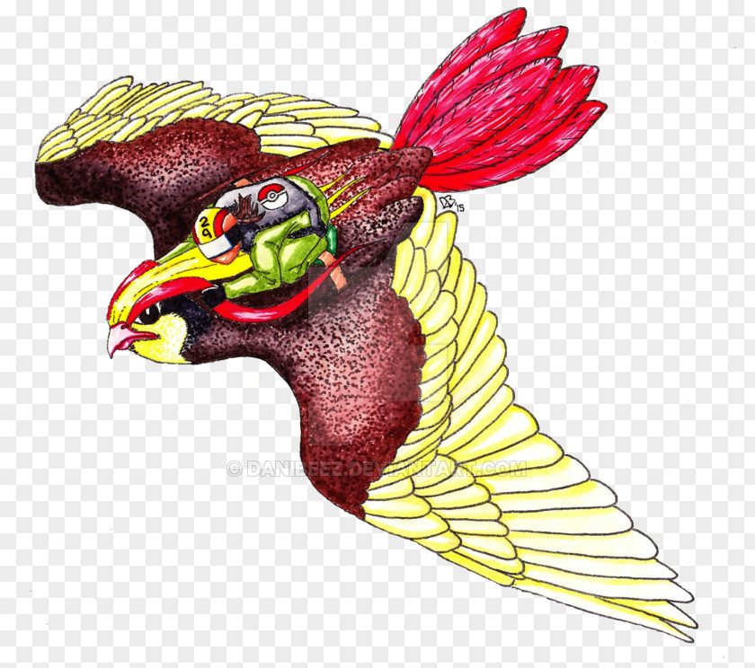Parrot Rooster Beak Bird Of Prey PNG