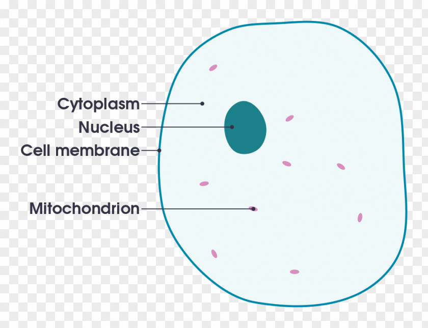 Plant Cell Animal Diagram PNG