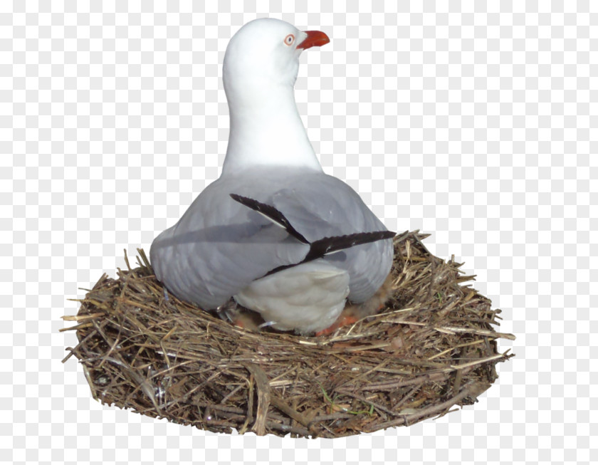 Seagull Bird Nest Gulls Goose Common Gull PNG