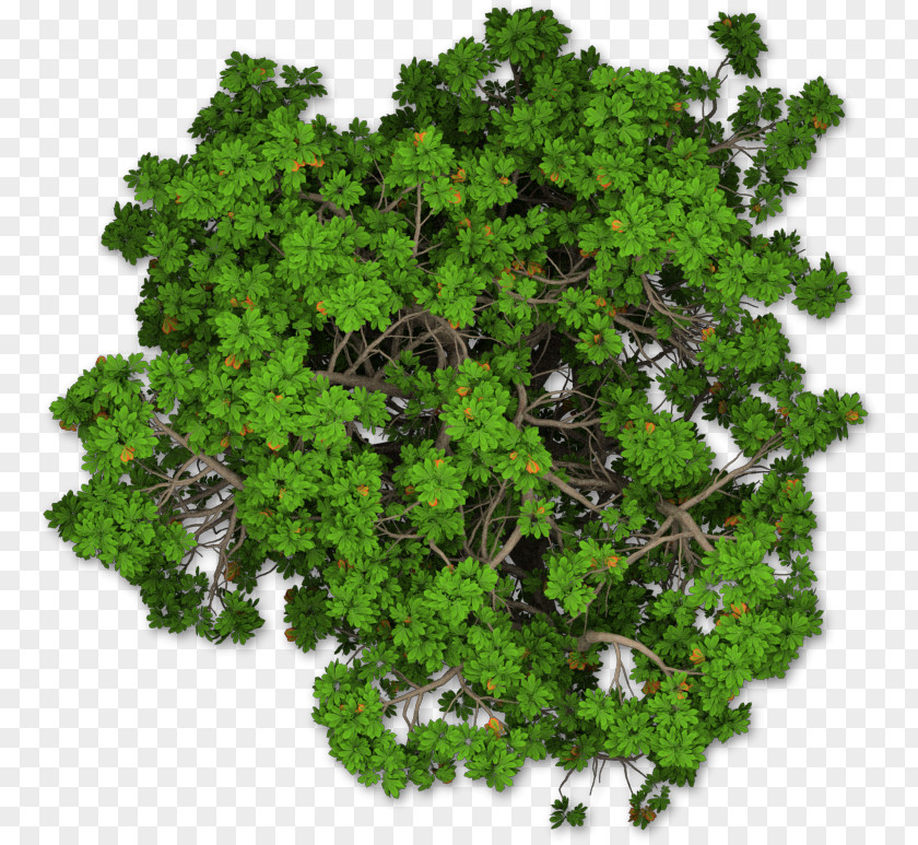 Tree Plan Mediterranean Cypress Shrub Pine PNG