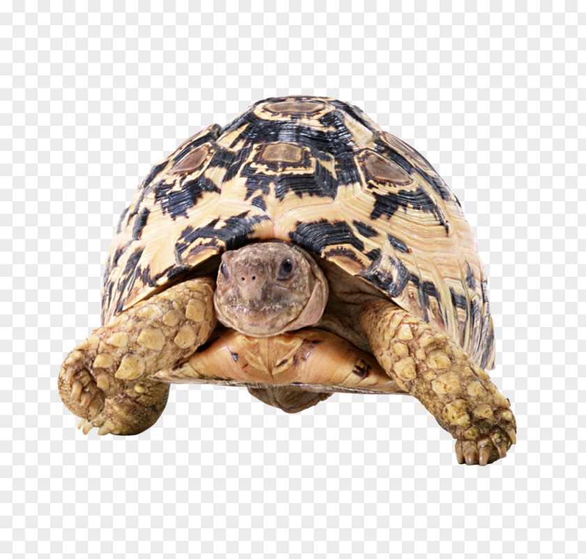 Turtle Reptile Red-eared Slider Tortoise Image PNG