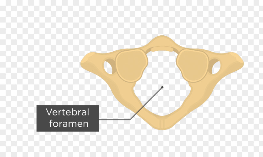 Vertebral Bone Joint Atlas Cervical Vertebrae PNG