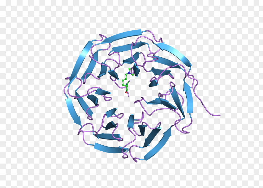 WDR5 WD40 Repeat Protein Family Gene PNG