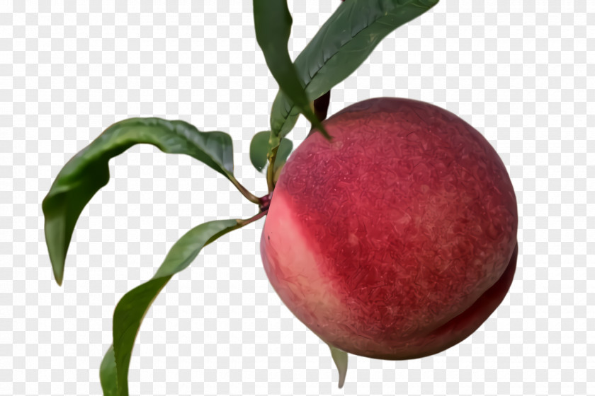 Apple Tree Fruit Plant European Plum Peach Food PNG