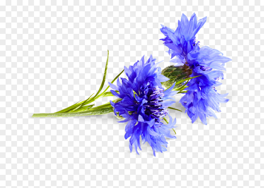 Bad Cornflower Cyanus Medicinal Plants PNG