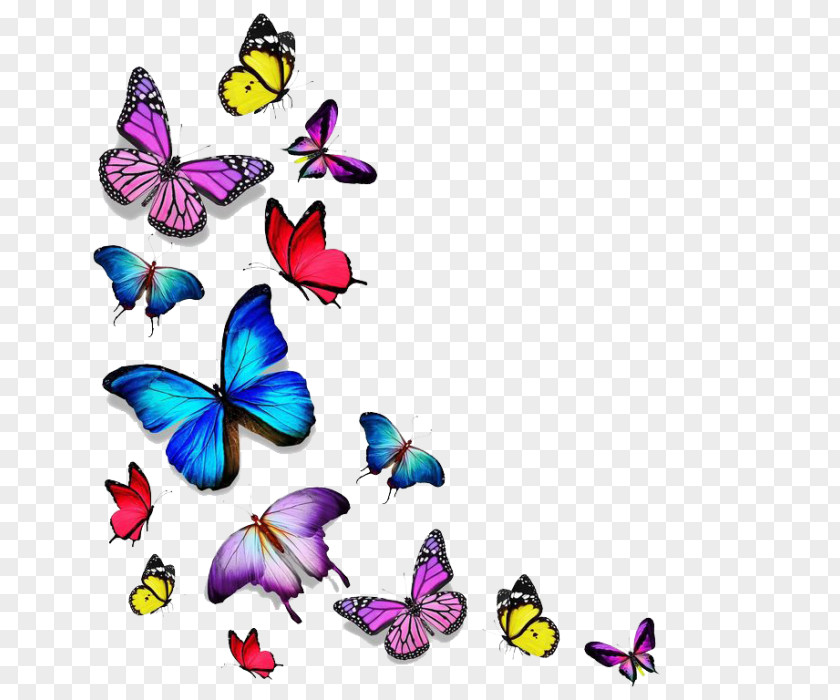 Butterfly Stock Photography Drawing PNG