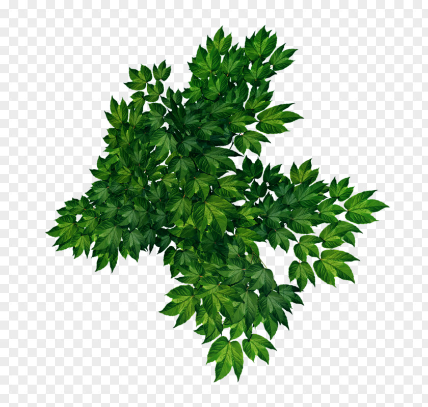 Green Leaves Clip Art PNG