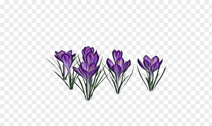 Lavender PNG