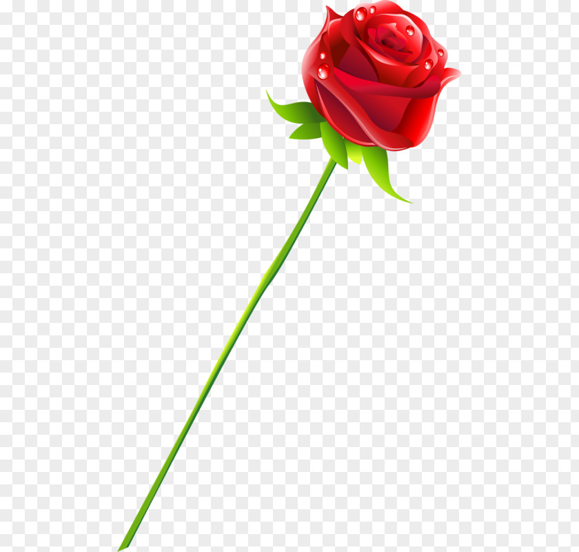 Rose Garden Roses Cut Flowers Desktop Wallpaper PNG
