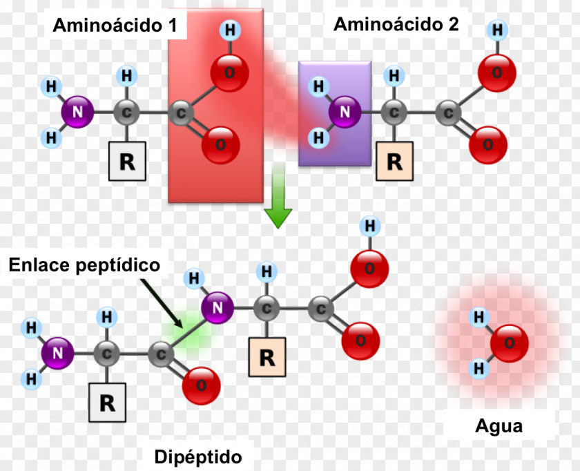 Traffic Peptide Bond Amino Acid Chemical Protein PNG