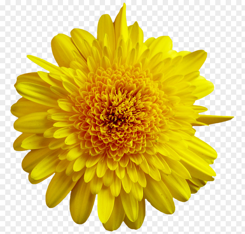 Flower Common Sunflower Clip Art PNG