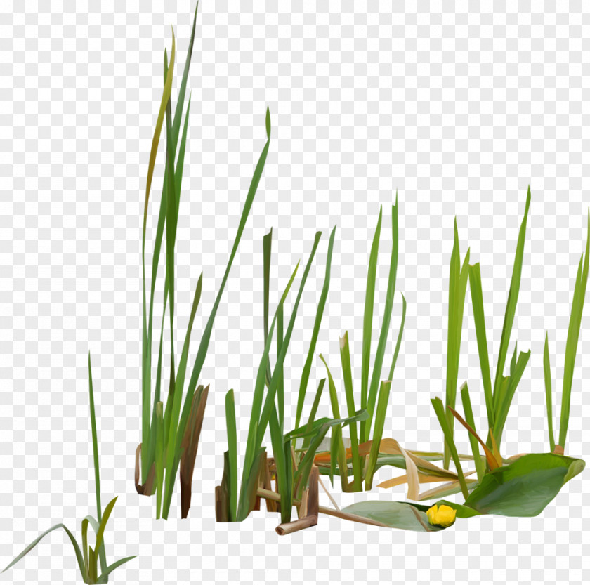 Grass Typha Orientalis Vodyanoy Scirpus Swamp Reed PNG