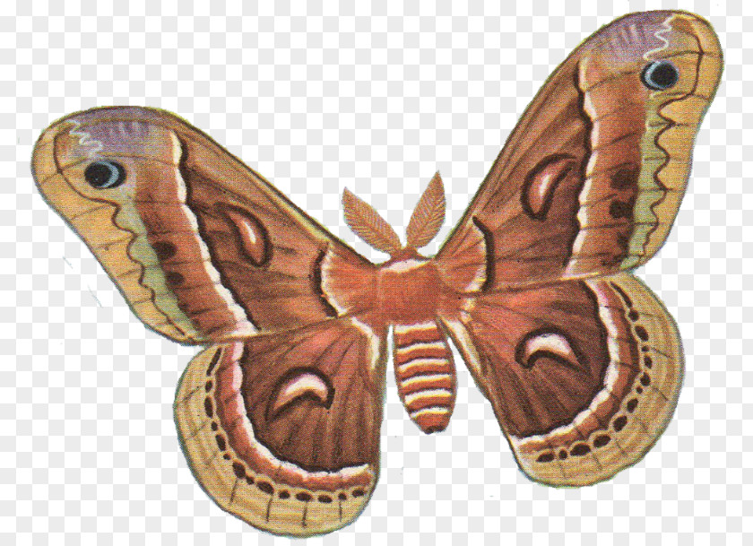 Hillbilly Couples Butterfly Moth Silkworm Antheraea Yamamai Clip Art PNG